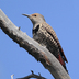 Female "red-shafted". Note: gray face (no red malar stripe of male "red-shafted").