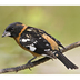 Male Male