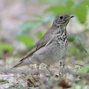 Note: heavily spotted breast and olive flanks.