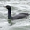 Adult nonbreeding plumage. Note: slender neck and pencil-like bill.